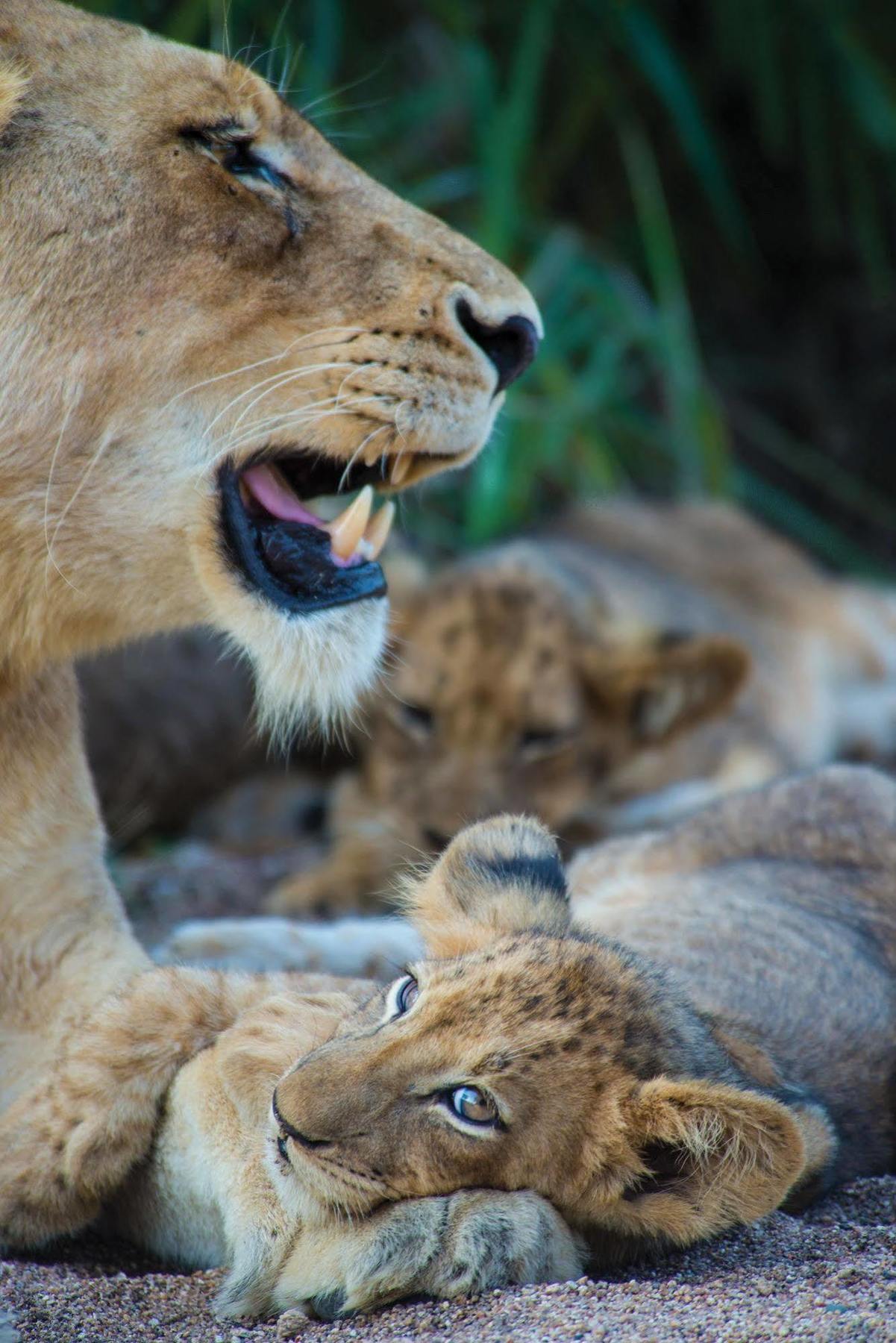 Lion Sands - Tinga Lodge Skukuza Extérieur photo