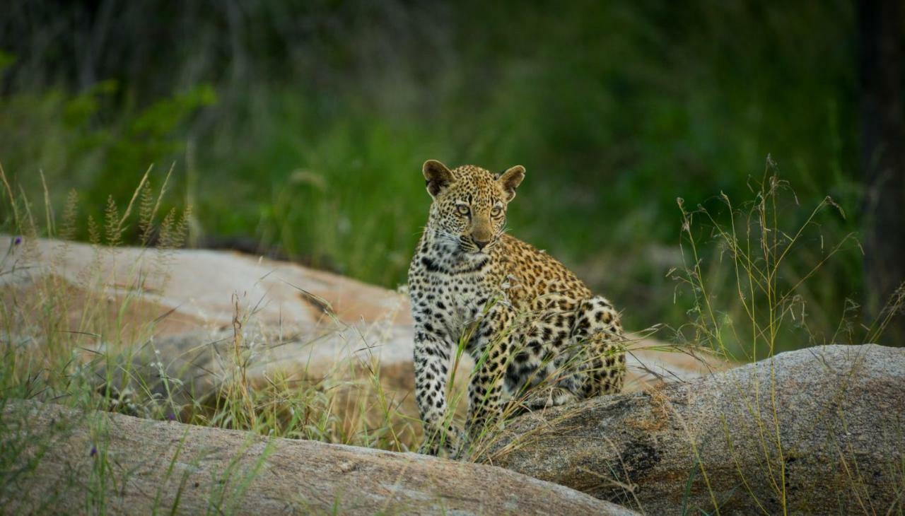 Lion Sands - Tinga Lodge Skukuza Extérieur photo